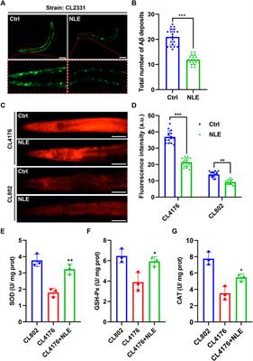 Exploring the therapeutic potential of Nelumbo nucifera leaf extract against amyloid-beta-induced toxicity in the Caenorhabditis elegans model of Alzheimer’s disease